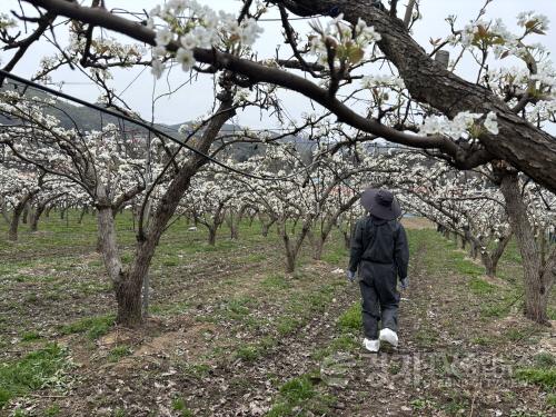 [크기변환]12. 용인특례시 과수화상병 예찰 사진.jpeg