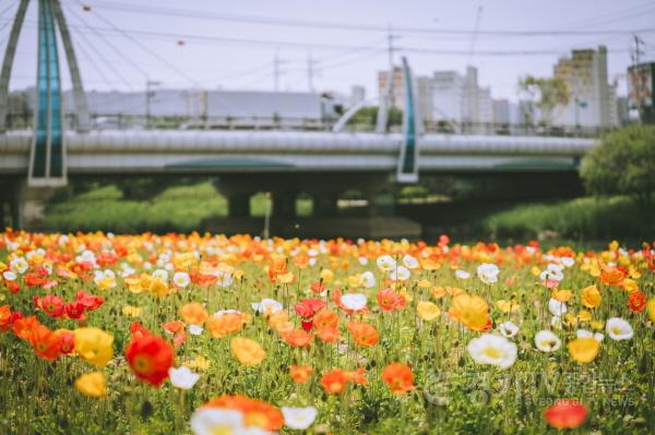 [크기변환]1.오산시, 오산천 따라 시민과 함께하는 자연 나들이-3.jpg
