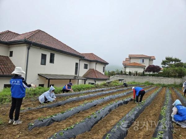 [크기변환]3-1. 신봉동 고구마심기.jpeg