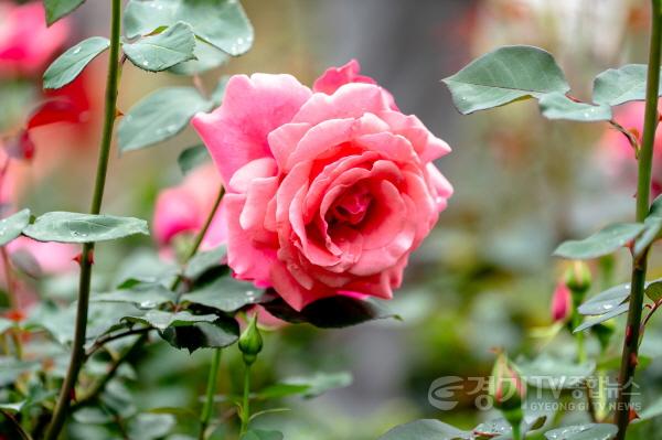 [크기변환]1.오산 ‘오! 해피 장미 빛 축제’ 개막 도심 속 장미 정원에 시민 발길-2.jpg
