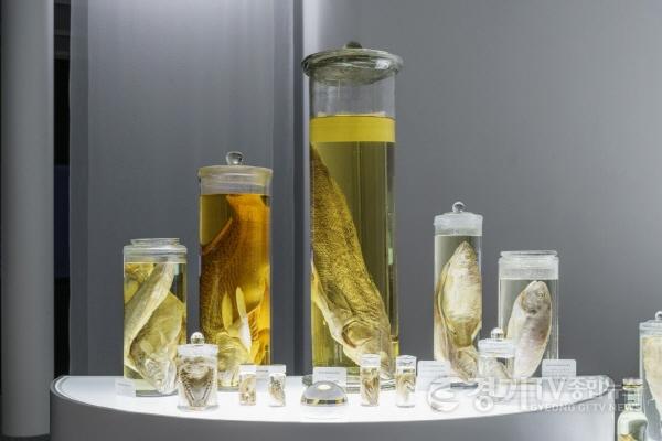 [크기변환]자산어보 -그림없는 자연사 전시 전경 사진.jpg