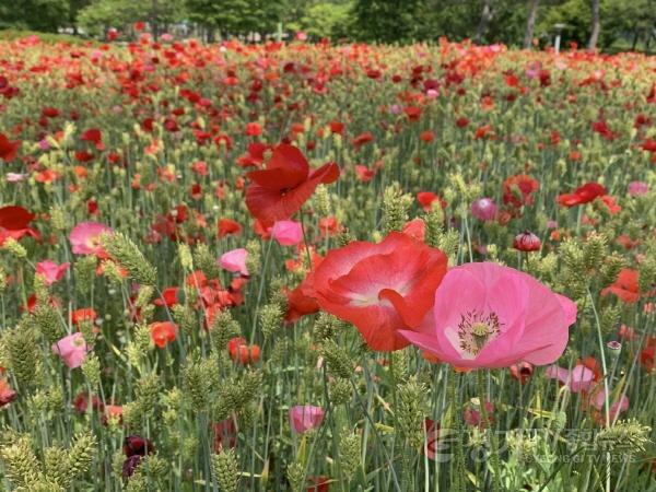[크기변환]01-여주시, 금은모래강변공원 “꽃양귀비 활짝”.jpg