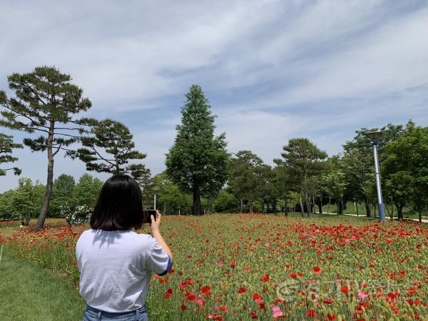 [크기변환]01-여주시, 금은모래강변공원 “꽃양귀비 활짝”2.jpg