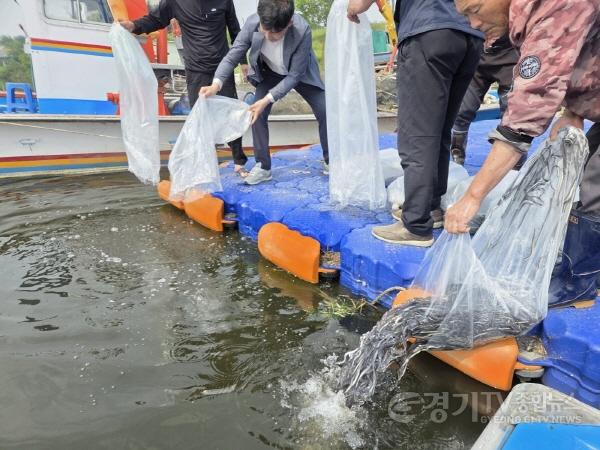 [크기변환]6-2 평택시 뱀장어 치어 8만 9천 마리 방류.jpg