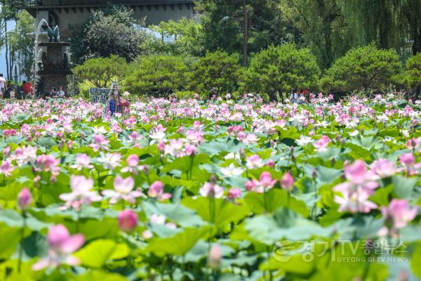 [크기변환]3. 세미원 연꽃 사진.jpg