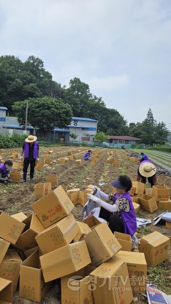 [크기변환]7-5. 보라동 지역사회보장협의체 감자 수확 봉사.jpg