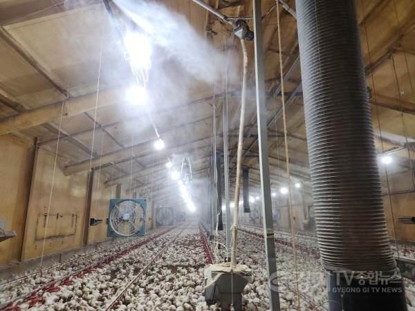 [크기변환]01-여주시, 무더위에 약한 가축 면역력 높인다(2).jpg