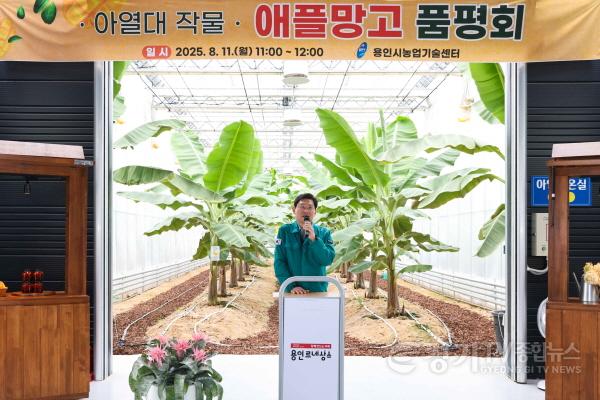 [크기변환]9-2. 용인특례시는 11일 농업기술센터 내 아열대작물 과학영농시설에서 애플망고 품평회를 열었다.jpg