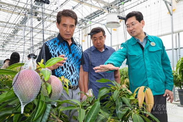 [크기변환]9-3. 용인특례시는 11일 농업기술센터 내 아열대작물 과학영농시설에서 애플망고 품평회를 열었다.jpg