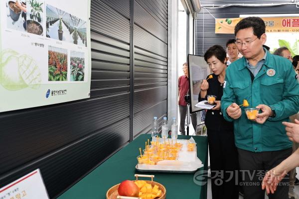 [크기변환]9-4. 용인특례시는 11일 농업기술센터 내 아열대작물 과학영농시설에서 애플망고 품평회를 열었다.jpg