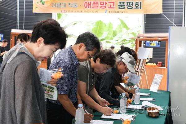 [크기변환]9-5. 용인특례시는 11일 농업기술센터 내 아열대작물 과학영농시설에서 애플망고 품평회를 열었다.jpg