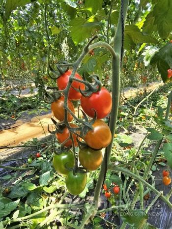 [크기변환]광주시, 토마토 농가 대상 2026년 시설하우스(객토) 지원사업 수요 조사 실시 (1).jpg