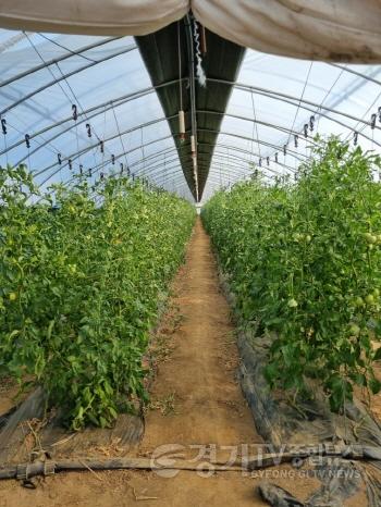 [크기변환]광주시, 토마토 농가 대상 2026년 시설하우스(객토) 지원사업 수요 조사 실시 (1).jpeg