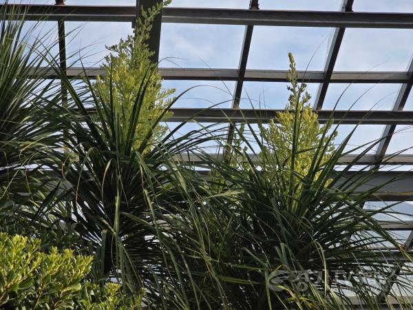 [크기변환]3-3 평택시자연테마식물원 20년 된 덕구리난 꽃 피워.jpg