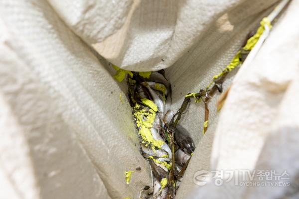 [크기변환]사진3)수원천 어류 집단 폐사 원인, ‘페인트 세척수 유출로 인한 하천수 오염’ 추정.jpg