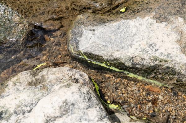 [크기변환]사진4)수원천 어류 집단 폐사 원인, ‘페인트 세척수 유출로 인한 하천수 오염’ 추정.jpg