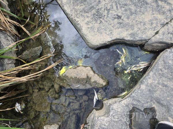 [크기변환]사진5)수원천 어류 집단 폐사 원인, ‘페인트 세척수 유출로 인한 하천수 오염’ 추정.jpg