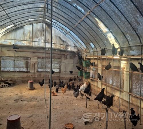 [크기변환]01-여주시, 무허가·미등록 축사 자진신고 기간 운영 알림(2).jpg