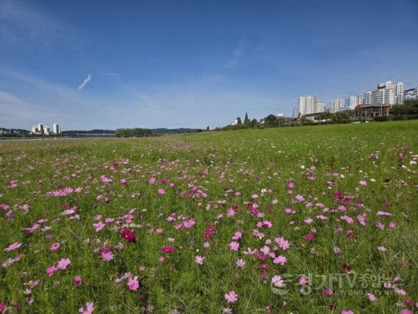 [크기변환]02-여주시민공원 경관농업단지, 가을빛 물든 코스모스 대향연(2).jpg