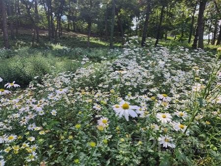 [크기변환]구절초 동산 1.jpg