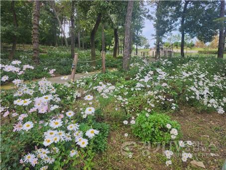 구절초 동산 2.jpg