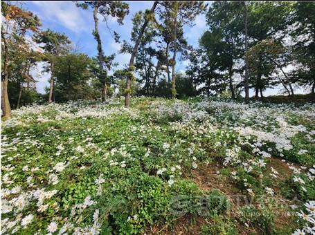 구절초 동산 4.jpg