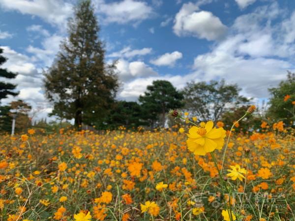 [크기변환]02-금은모래강변공원 코스모스 만개(2).jpg