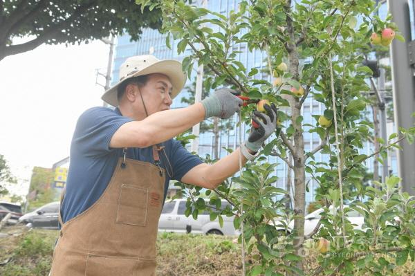 [크기변환]1.오산시, 오산천 따라 쉬어가는 공간 늘어난다_20250902 감사나무심기첫수확행사.JPG