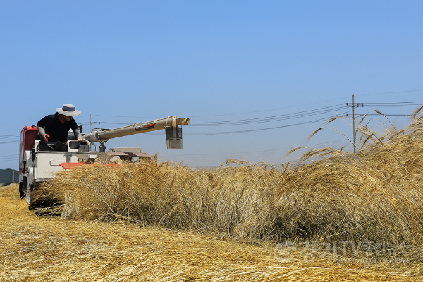 [크기변환]1. 이천시농업기술센터 2025년 농업기술보급혁신 우수사례 경진대회 우수상 수상(트리티케일 수확).png