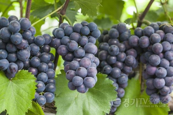 [크기변환][기획보도(1)] 대부 포도.jpg