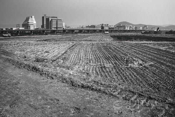 [크기변환][안산시 옛 사진]2. 1995년도 고잔뜰 전경, 현재는 고잔신도시가 조성되어 아파트 단지로 변모했다. (안산문화원 제공).JPG