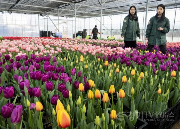 [크기변환]5. 에버랜드 튤립축제 3월 20일 개막.jpg