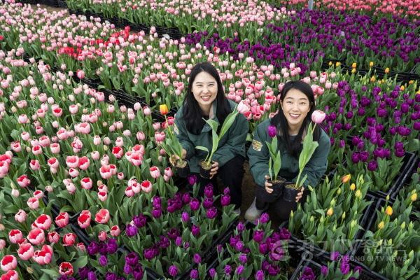 [크기변환]1. 에버랜드 튤립축제 3월 20일 개막.jpg