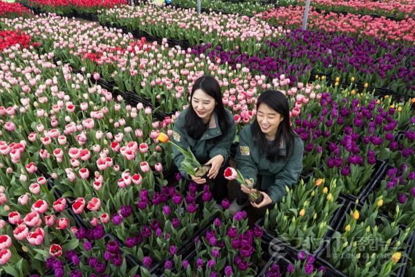 [크기변환]3. 에버랜드 튤립축제 3월 20일 개막.jpg