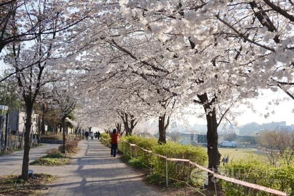 [크기변환]오산천 벚꽃축제-3.jpg