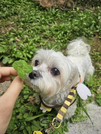 [크기변환]농업기술센터-성남시, 반려동물 의료서비스 지원사업 확대(개 사진).jpg