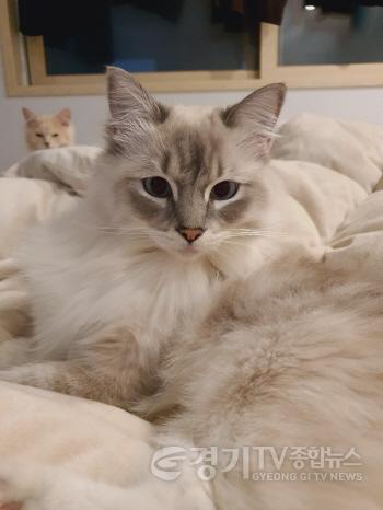 [크기변환]농업기술센터-성남시, 반려동물 의료서비스 지원사업 확대(고양이 사진).jpg