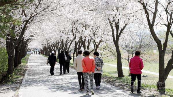 [크기변환]1. (소통협치담당관)안성시에 봄이 내려앉았다 벚꽃 절정  (1).jpg