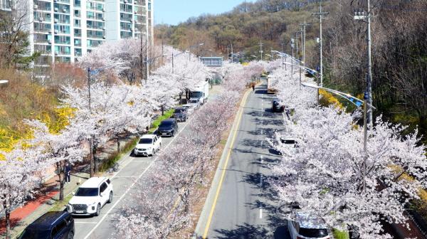 [크기변환]1. (소통협치담당관)안성시에 봄이 내려앉았다 벚꽃 절정  (2).jpg