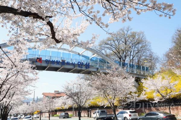 [크기변환]1. (소통협치담당관)안성시에 봄이 내려앉았다 벚꽃 절정  (3).jpg