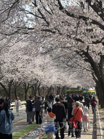 [크기변환]02-제10회 여주흥천남한강벚꽃축제 43만명 방문, 역대 최고 성과 달성(3).jpg