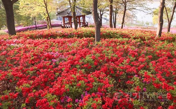 [크기변환]2026.04.20.[포토 뉴스]분홍빛 철쭉바다'소문난 꽃의 낙원'-10.jpg