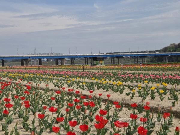 [크기변환]01-여주시민공원 아름다운 튤립, 주말 만개 기대(1).jpg