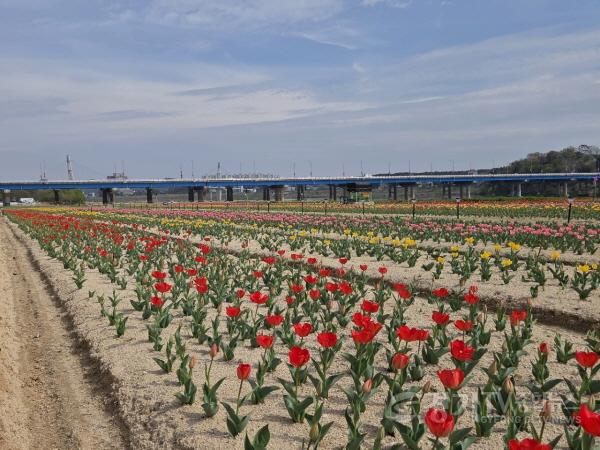 [크기변환]01-여주시민공원 아름다운 튤립, 주말 만개 기대(2).jpg