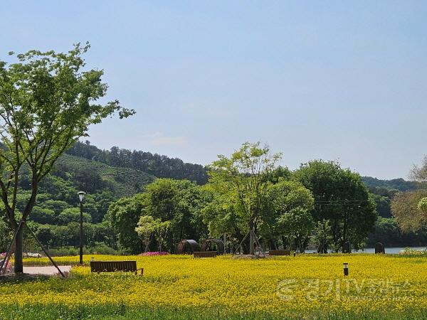 [크기변환]사본 -5 (문화관광과)금광호수 수석정 수변화원.. 유채꽃 향연 (2).jpg