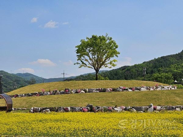 [크기변환]사본 -5 (문화관광과)금광호수 수석정 수변화원.. 유채꽃 향연 (3).jpg