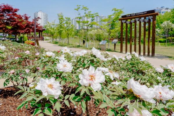 [크기변환]1.오산시, 고인돌공원 모란 만개…도심 속 봄 정원 눈길-3.jpg