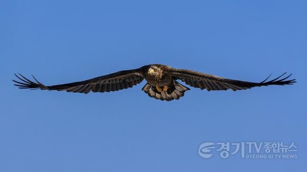 [크기변환]2-흰꼬리수리- 35x60_2024.jpg