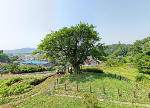 [크기변환]1-4. 화성 전곡리 물푸레나무의 모습.jpg