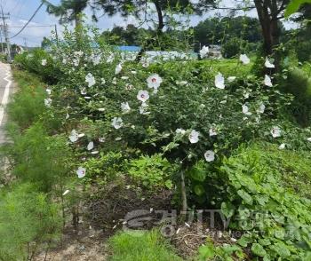 [크기변환]지역02-오학동 천송3통, 무궁화로 아름다운 마을 경관 조성(1).jpg